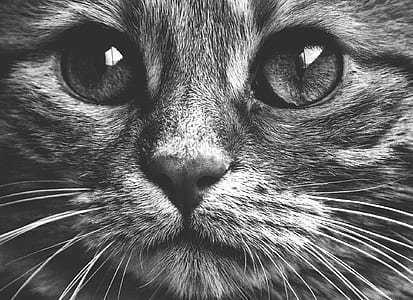 macro photograpy of gray cat thumbnail
