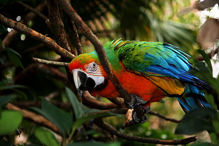 green, orange, and blue bird on tree thumbnail