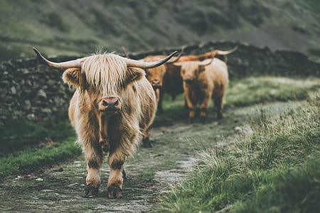 brown yak thumbnail