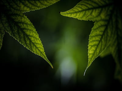 green leaf thumbnail