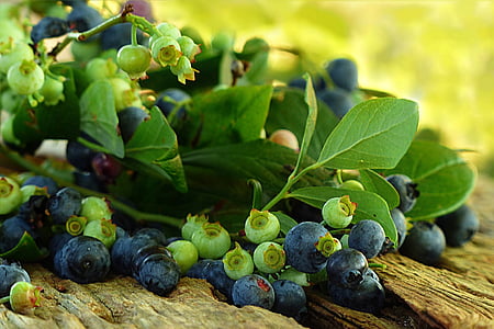 blueberries close up photography thumbnail