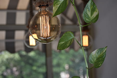 selective focus photography of green leafed plant thumbnail