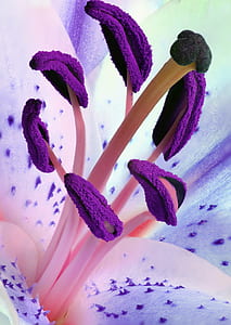 Purple Pollen Flowers thumbnail