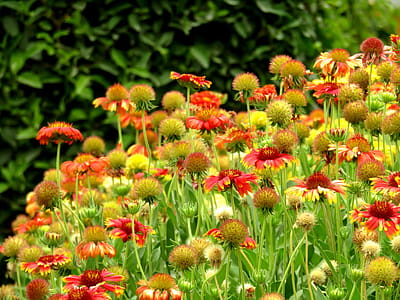 Field of Evergreen colorful small flowers thumbnail