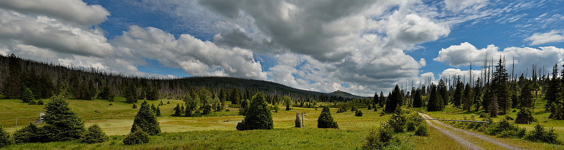 green leaf trees under white and blue cloudy sky thumbnail