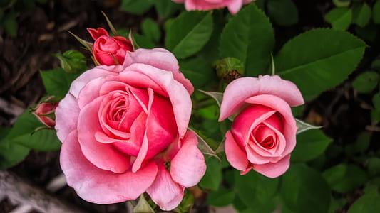 closeup photography of two pink Rose flowers thumbnail