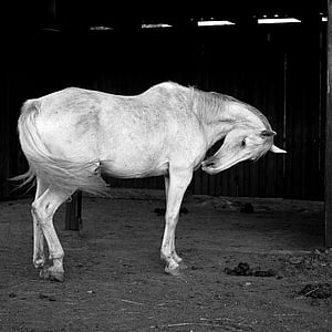 grayscale photography of horse near wall thumbnail