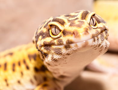 selective focus photography of yellow and brown leopard gecko thumbnail