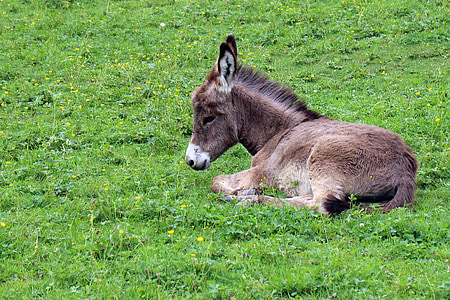 gray donkey lying on green grass thumbnail