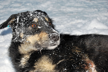 medium short-coated black and tan dog on snow thumbnail