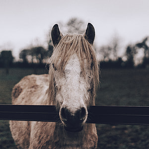 beige horse selective focal photo thumbnail
