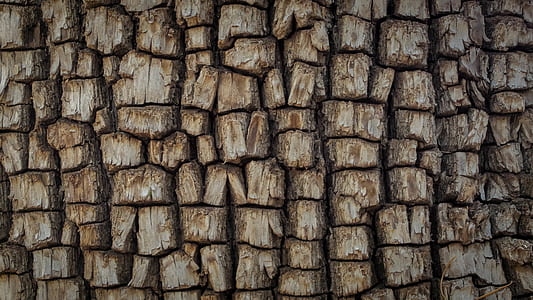 wood, pile, woodland, forest thumbnail