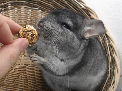 gray ruddent on brown basket thumbnail
