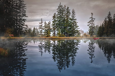 green tree near lake photo thumbnail
