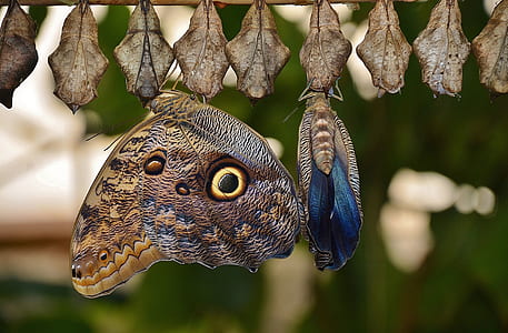 brown and black owl butterfly perched on cocoon at daytime thumbnail