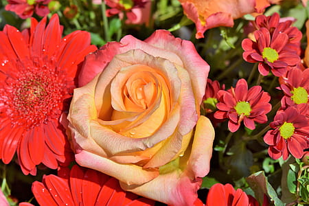 pink rose flower in bloom thumbnail