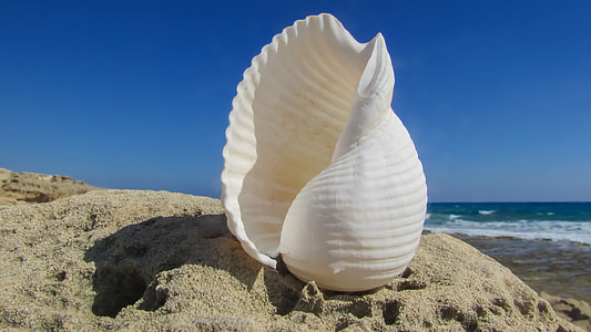 white conch on the sand with sea as background thumbnail