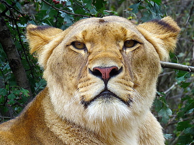 lioness under green leaf thumbnail