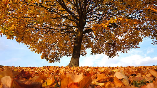 Yellow Leafed Tree thumbnail