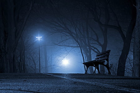 photography of black bench beside bare tree in road thumbnail