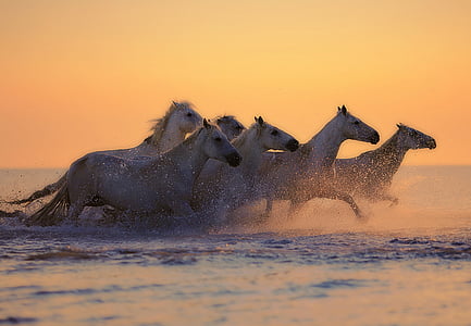 herd of horses running through water during golden time thumbnail