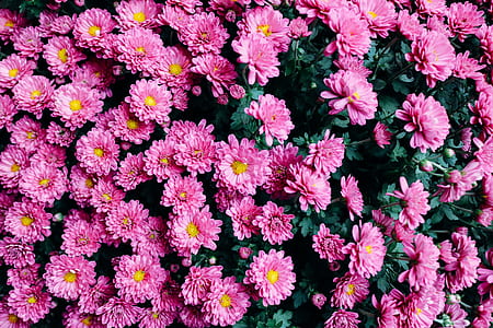 pink daisy flower thumbnail