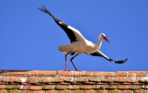 white and black bird on concrete surface during daytime thumbnail