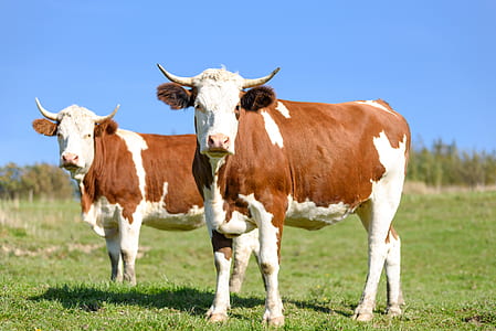two black and white cows on green grass field thumbnail