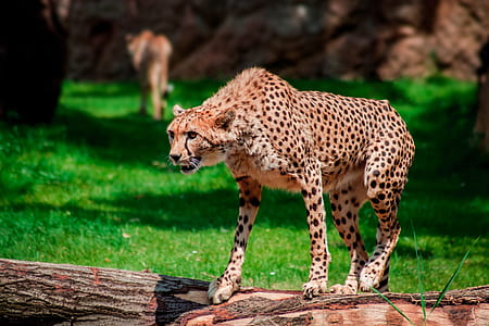 brown and black cheetah standing on tree trunk thumbnail