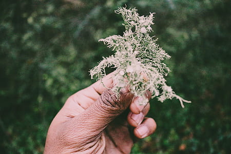 person holding green leaf shallow focus photography thumbnail