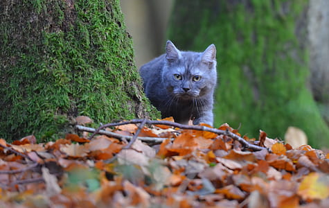 shallow focus photography of gray cat thumbnail