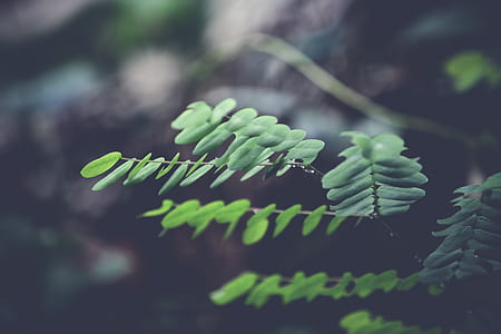light, garden, leaf, blur thumbnail
