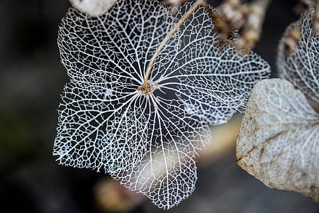 closeup photo of white petaled flower thumbnail