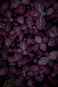 purple leafed plant thumbnail