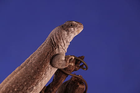 black and white komodo dragon thumbnail