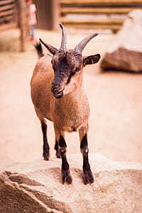 Photo of Brown Kid Goat Standing on Boulder thumbnail