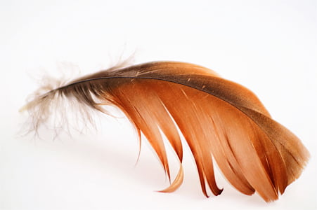 brown and black feather thumbnail