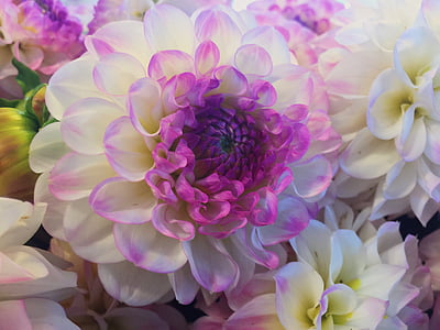 closeup photo of white and purple petaled flower thumbnail