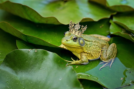 green frog on waterlily thumbnail