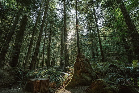 Dense Forest Photo thumbnail