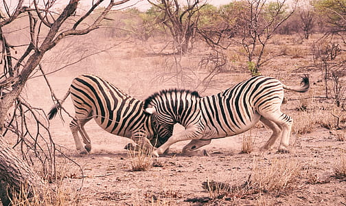 two white zebra standing surrounded by plants thumbnail