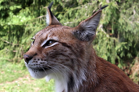 photo of brown lynx thumbnail