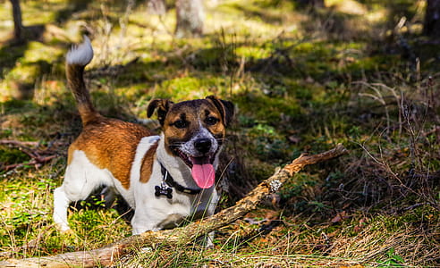 Adult Jack Russell Terrier thumbnail