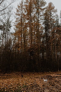 Autumn walk to the forest in foggy weather thumbnail