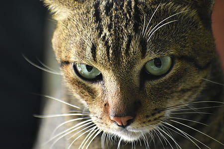 close-up photo of gray tabby cat thumbnail