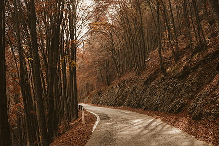 empty road between inline trees thumbnail