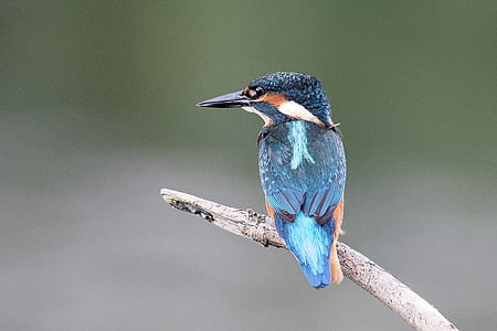 selective focus photography of blue and black bird on driftwood thumbnail