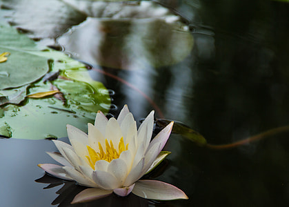 Water Lilies, Flowers thumbnail