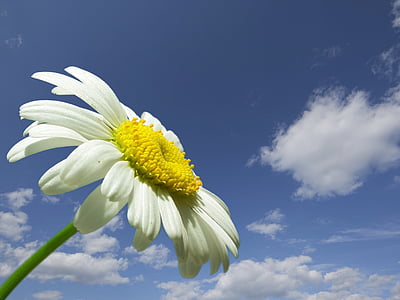 photo of daisy flower thumbnail