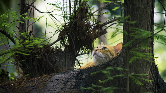 Yellow Kitten on Brown Trees thumbnail